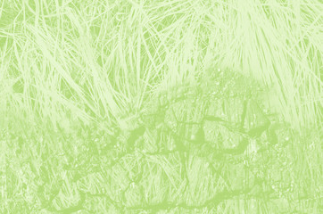 abstract light green background with copy space for design