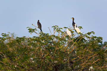 Flocks of wild birds in Bang Lang Natural Reserve, Can Tho, Vietnam