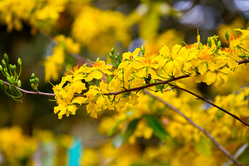Ochna integerrima blossoms in early Spring
