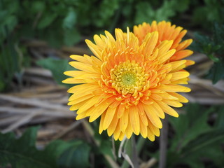 yellow flower in garden