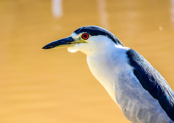 Red-eyed bird