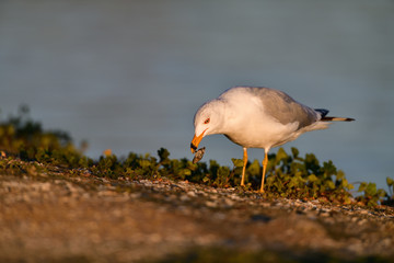 A Gull with a Clam