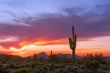 Rolgordijnen Desert landscape with Saguaro cactus at sunset © JSirlin
