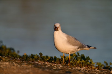 A Gull with a Clam