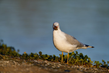 A Gull with a Clam