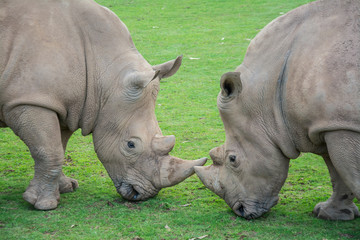 Fototapeta premium Rhinos in the Natural Park of Cabárceno, Santander, Spain