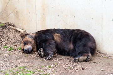 寝ているクマ