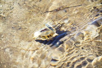 Ocean snail on the beach