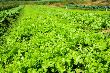 Fototapeta na wymiar Plantation of lettuce
