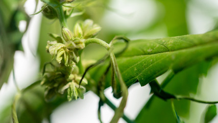 Cannabis Hermaphrodite Marijuana Weed Plant with flower and seeds