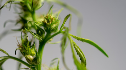 Cannabis Hermaphrodite Marijuana Weed Plant with flower and seeds