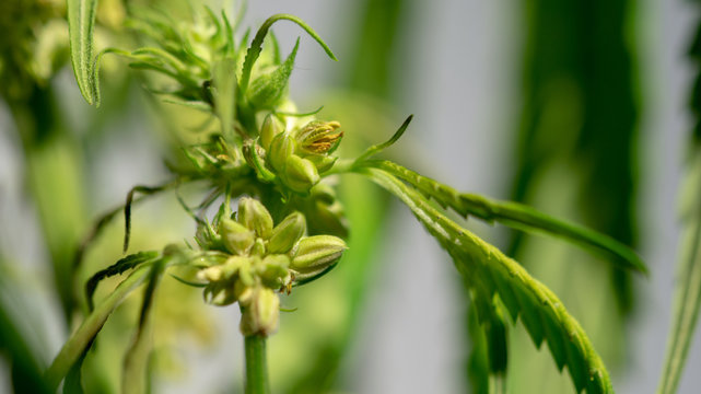Cannabis Hermaphrodite Marijuana Weed Plant with flower and seeds