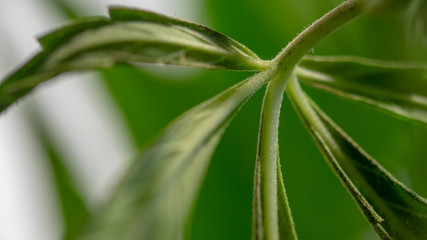 Fototapeta na wymiar Marijuana Leaf Moby Dick Weed Cannabis Leaf