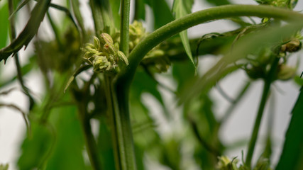 Obraz premium Cannabis Hermaphrodite Marijuana Weed Plant with flower and seeds