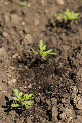 Young marigold seedlings in open land on a sunny day