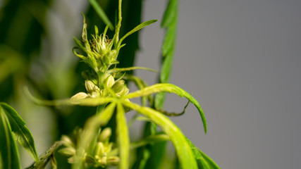 Cannabis Hermaphrodite Marijuana Weed Plant with flower and seeds