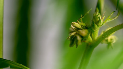 Cannabis Hermaphrodite Marijuana Weed Plant with flower and seeds