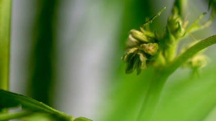 Cannabis Hermaphrodite Marijuana Weed Plant with flower and seeds