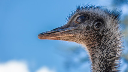 &Ntilde;and&uacute;, Suri