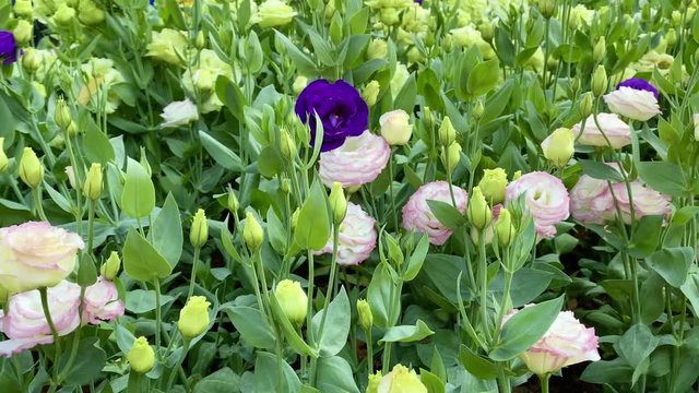 Lisianthus flowers in field flora and nature wallpaper backgrounds