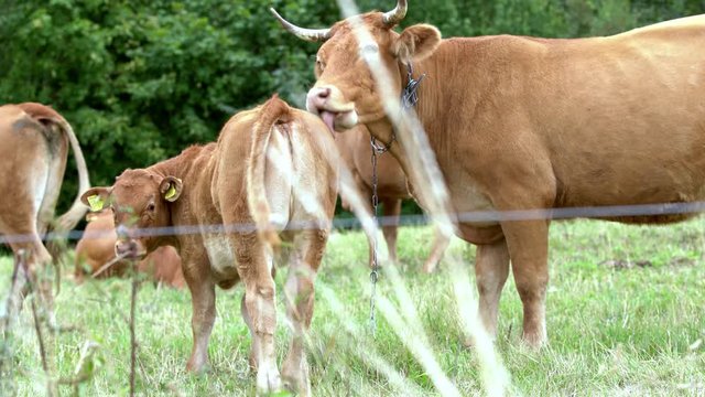 A red, mature heifer with a young calf in the field during hygiene procedures.