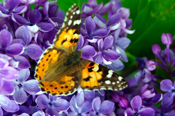 A bright orange butterfly collects pollen on a bush of purple lilac.