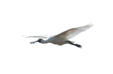 Obraz premium Black-faced Spoonbill isolated on white background