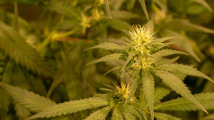 Cannabis Bud Marijuana Bud Weed Bud Macro Close Up