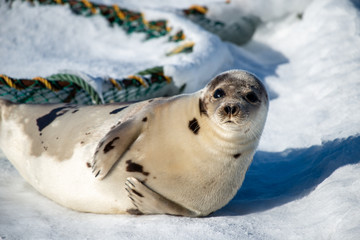 A large adult grey harp seal lays on a white blanket of snow. There's a crab trap in the background covered in snow with a green rope exposed. The seal has its head up in the air and staring forward.