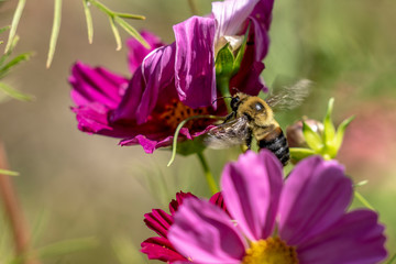 Bumble bee flies between pink flowers while pollinating
