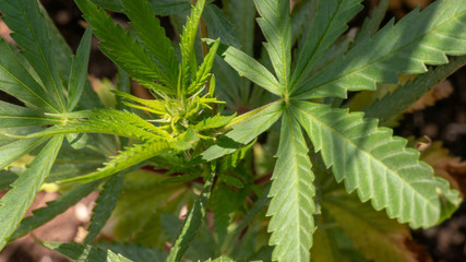 Cannabis California orange Marijuana Weed Plant