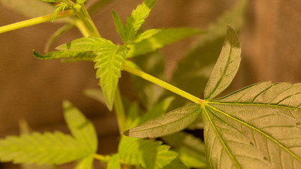 Cannabis California orange Marijuana Weed Plant