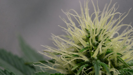 Naklejka na ściany i meble Cannabis Weed Diesel Bud Growning In Indoor with Led Cob Marijuana Garden