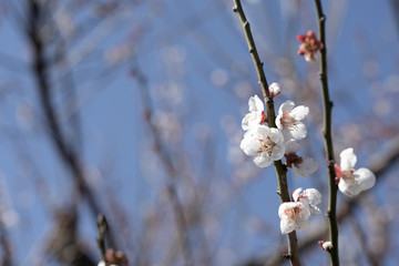 Plum blossom
