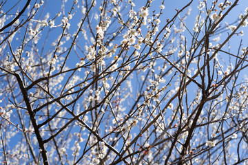 Plum blossom