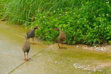 沖縄,国頭村,に,生息する,絶滅危惧種,,絶滅危惧種,ヤンバルクイナ © 公秋 副田