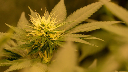 Cannabis Weed Diesel Bud Growning In Indoor with Led Cob Marijuana Garden