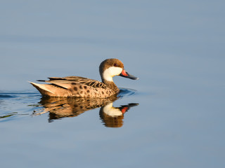 White-cheeked Pintail with Reflection Swimming in Blue Water