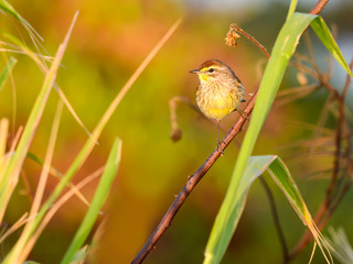Palm Warbler Perched on a Plant in Winter