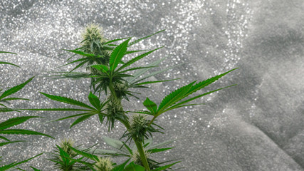 Cannabis Plant in Indoor Buds Weed Marijuana Bloom 