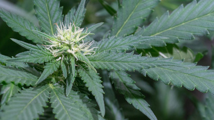 Cannabis Bud Plant Bloom Dr. Greenthumb seeds