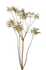 tree isolated on white background