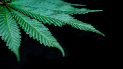 Cannabis Weed Leaf in Black Background Macro Plants