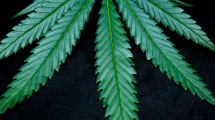 Cannabis Weed Leaf in Black Background Macro Plants