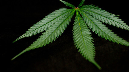 Cannabis Weed Leaf in Black Background Macro Plants