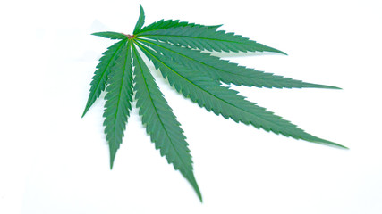 Marijuna Leaf Cannabis Weed in white Background