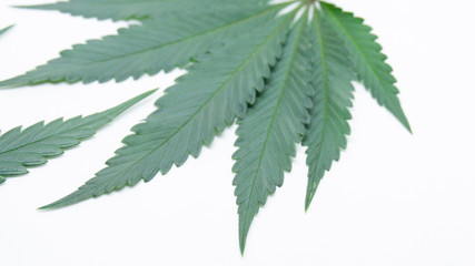 Marijuna Leaf Cannabis Weed in white Background