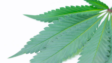 Marijuna Leaf Cannabis Weed in white Background