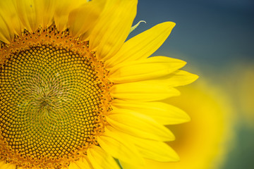 Obraz premium Sunflower Close-up, yellow petals, details