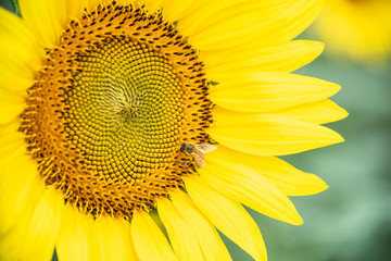 Obraz premium Sunflower blooming, honey bee pollinating